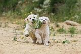 GOLDEN RETRIEVER 347